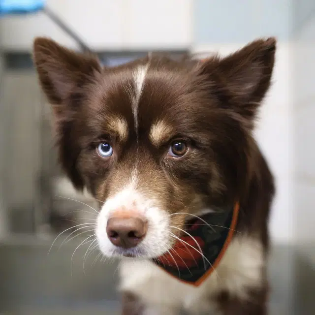 Merlin - Australian Shepherd