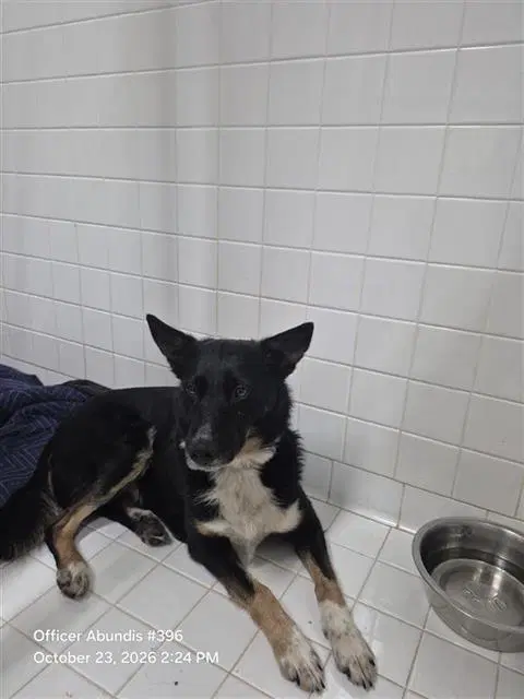 Chevy - Border Collie