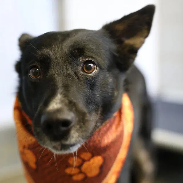Chevy - Border Collie
