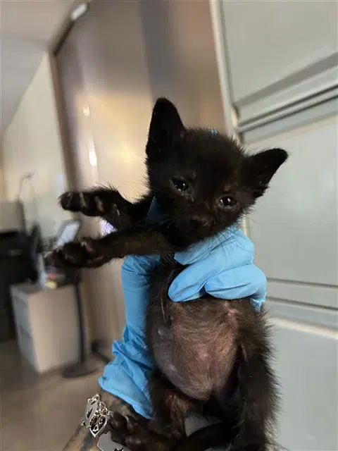 Catdog - Domestic Short Hair