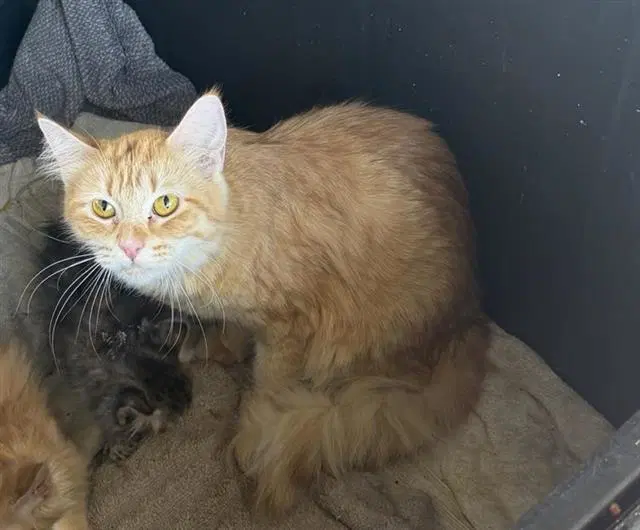 Pumpkin - Domestic Medium Hair