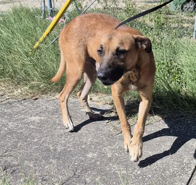 Roger - Belgian Shepherd Malinois