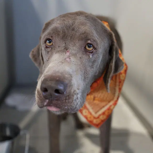 Tommen - Great Dane