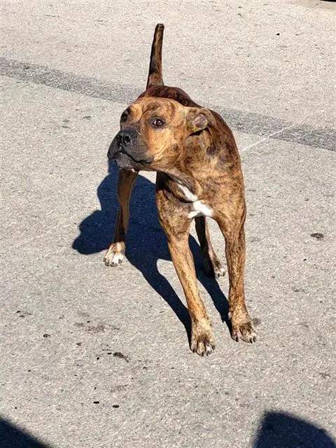 Dukes - American Staffordshire Terrier