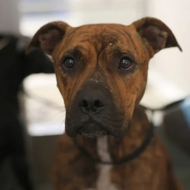 Dukes - American Staffordshire Terrier