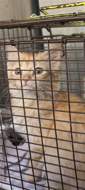 Cider - Domestic Medium Hair