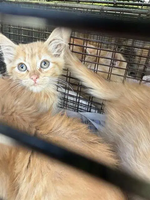 Autumn - Domestic Medium Hair
