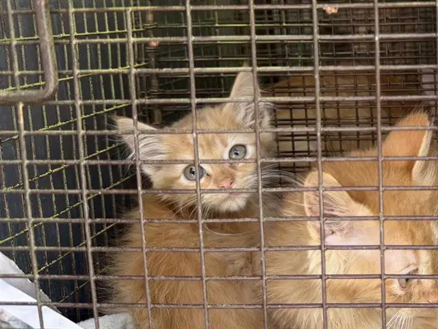Maple - Domestic Medium Hair