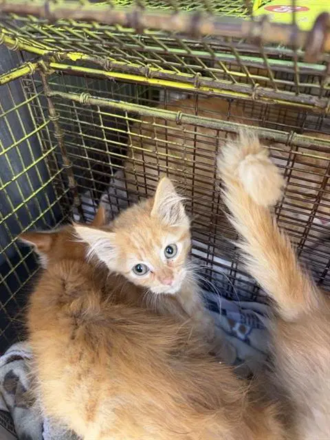 Cinnamon - Domestic Medium Hair