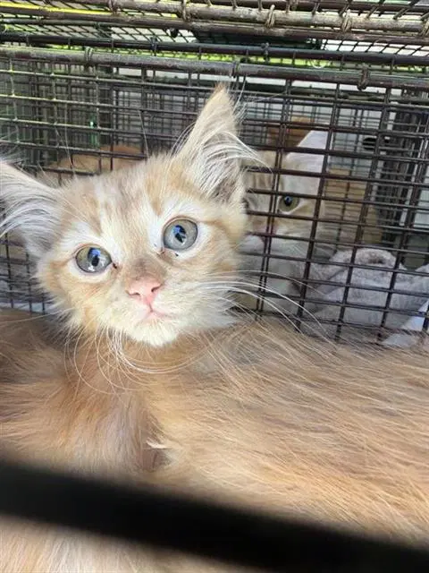 Acorn - Domestic Medium Hair
