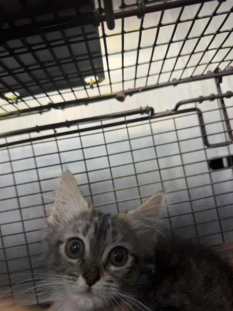 Raven - Domestic Medium Hair