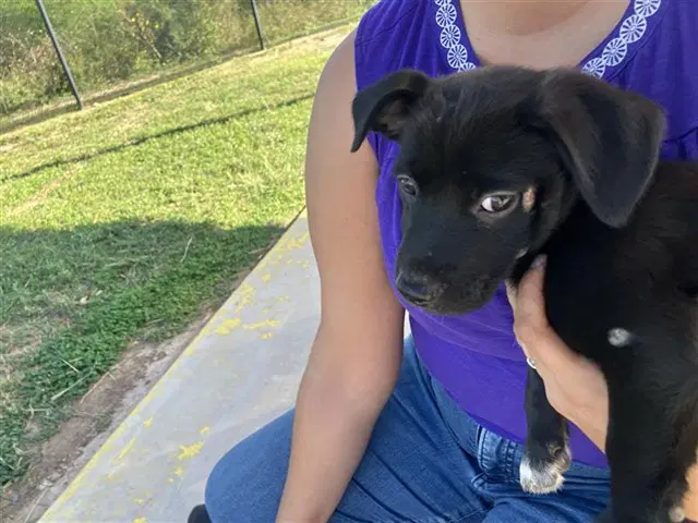 Jane - Labrador Retriever