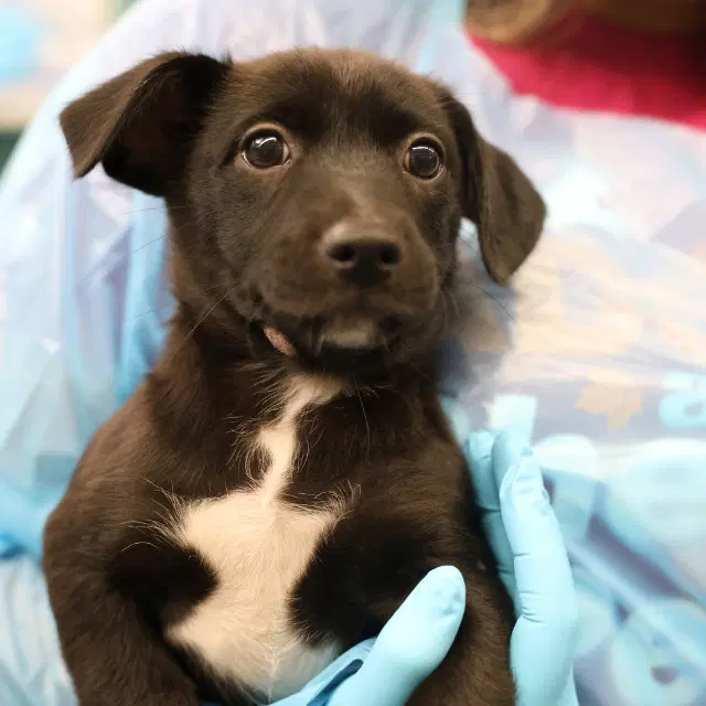 Jane - Labrador Retriever