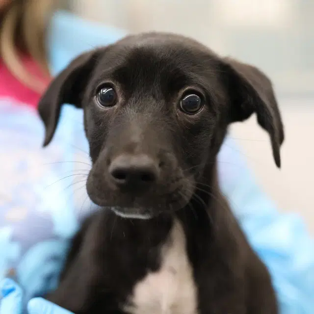 Jesse - Labrador Retriever
