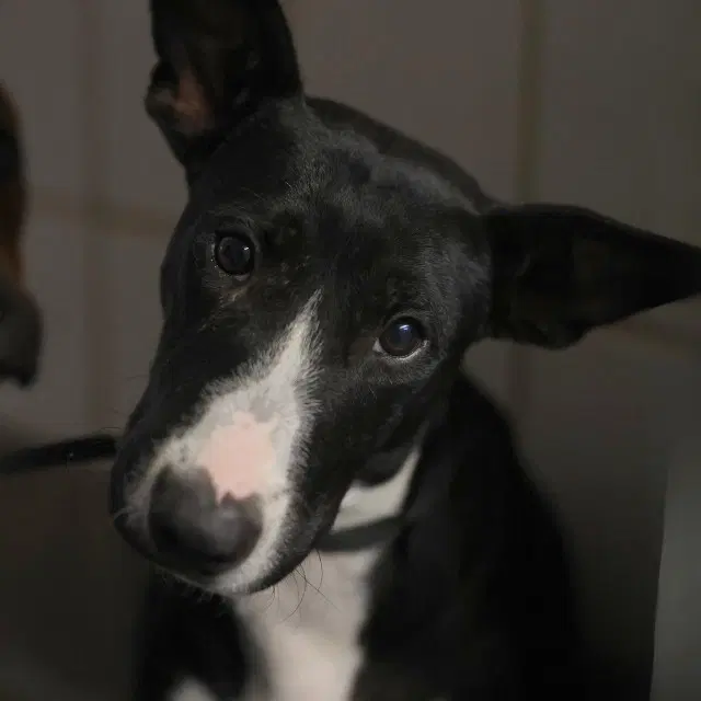 Midnight - Terrier