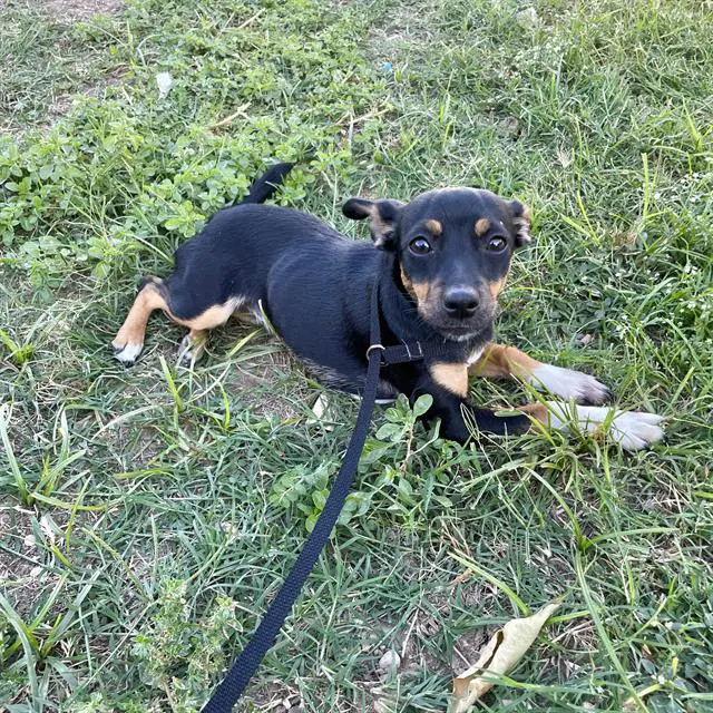 Jodie - Chihuahua