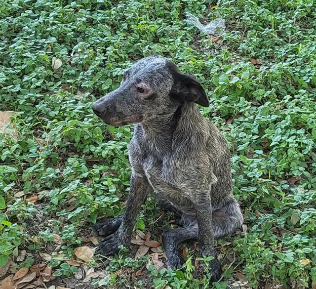 Sally - Australian Cattle Dog/Blue Heeler