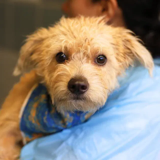 Winnie - Terrier