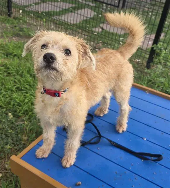 Winnie - Terrier