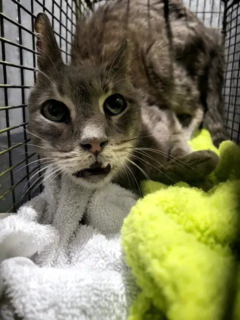 Tim Purrton - Domestic Short Hair