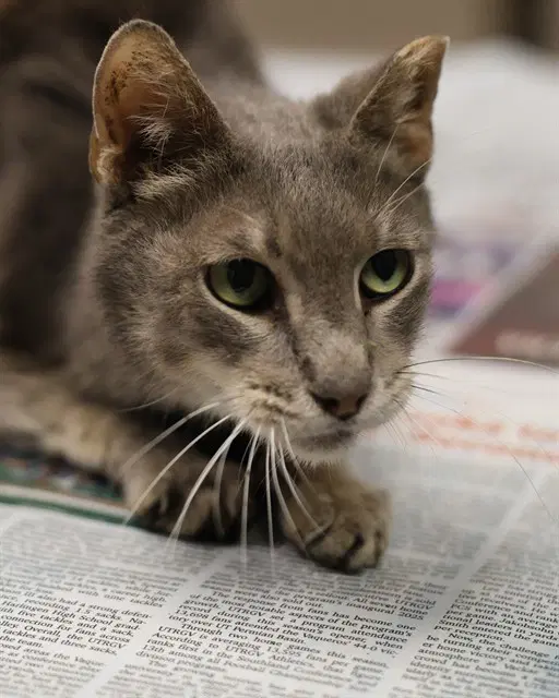 Tim Purrton - Domestic Short Hair