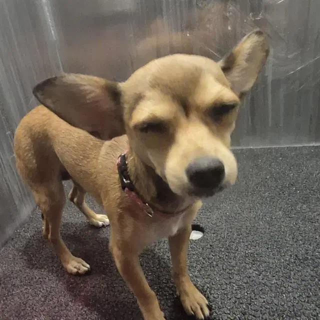 Chiquita - Chihuahua