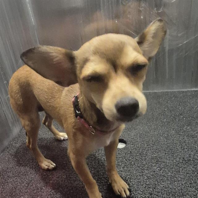 Chiquita
