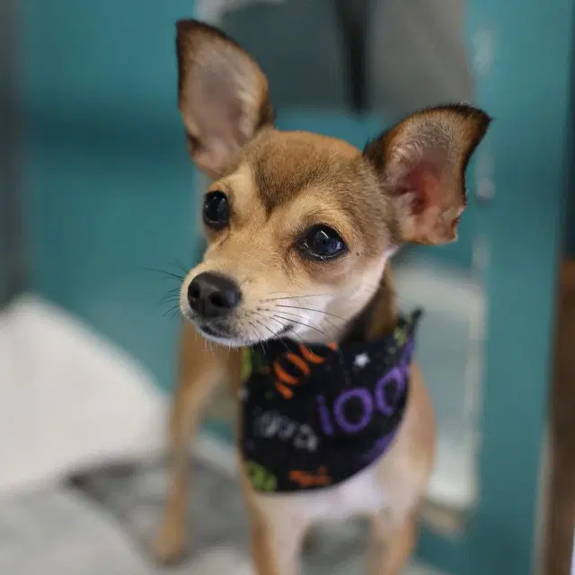 Chiquita - Chihuahua