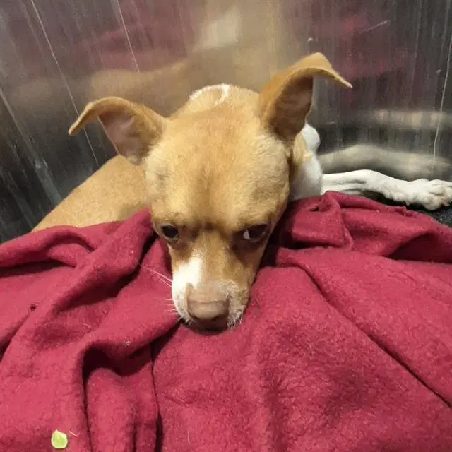 Angel - Chihuahua