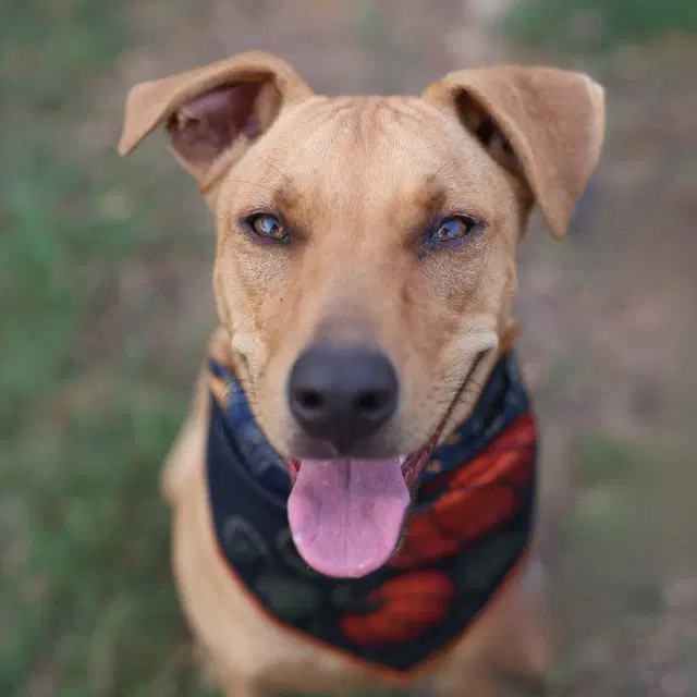 Bobby - Labrador Retriever