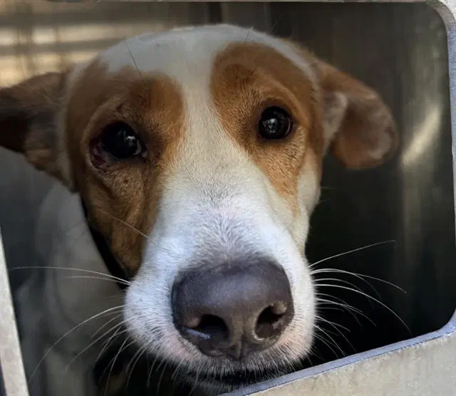 Unknown - Labrador Retriever