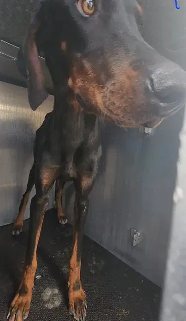Dapper Dan - Doberman Pinscher