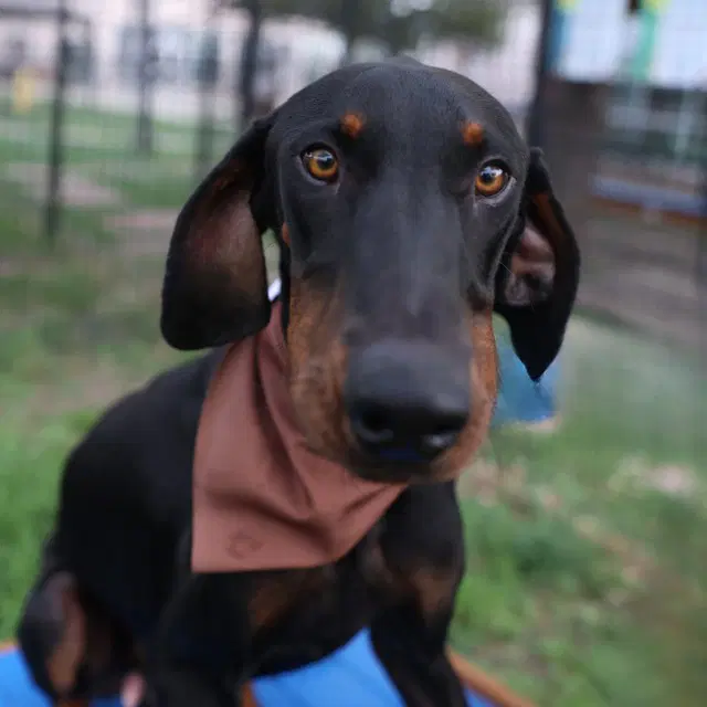 Dapper Dan - Doberman Pinscher
