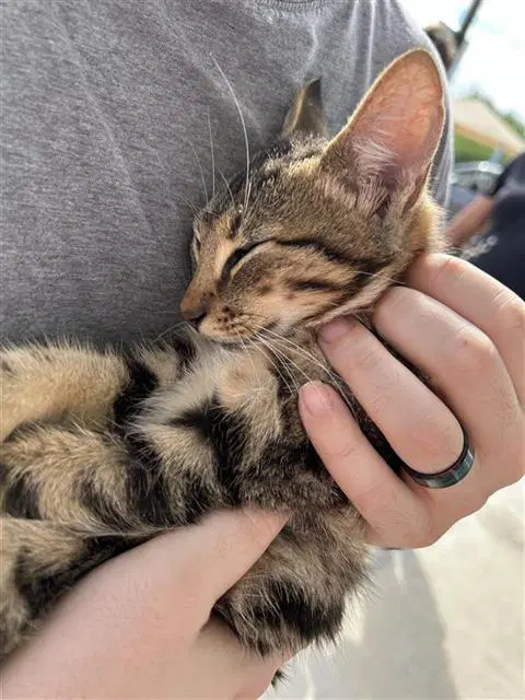 Barnaby - Domestic Short Hair