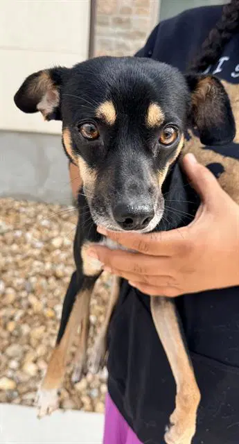 Masubie - Rat Terrier