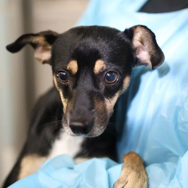 Masubie - Rat Terrier