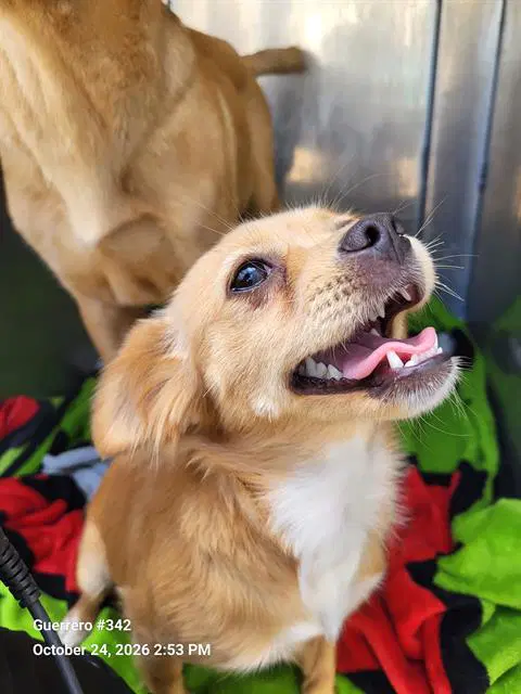 Pumpkin - Terrier