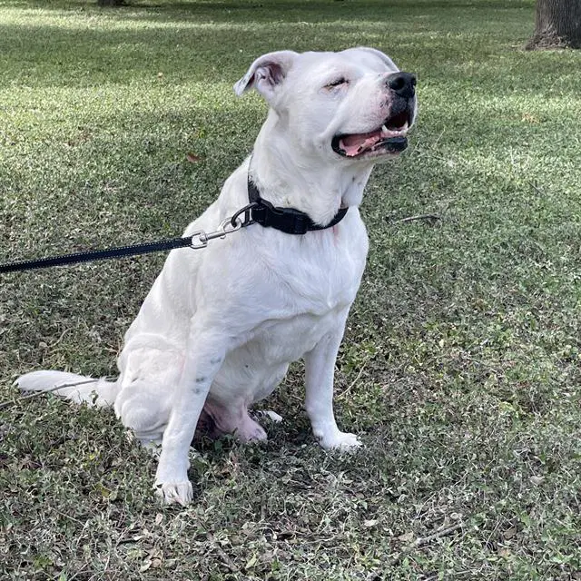 Blue - American Staffordshire Terrier