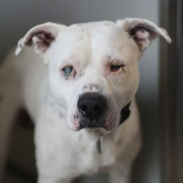 Blue - American Staffordshire Terrier