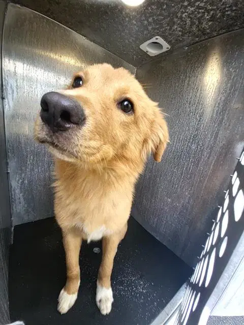 Elvira - Labrador Retriever