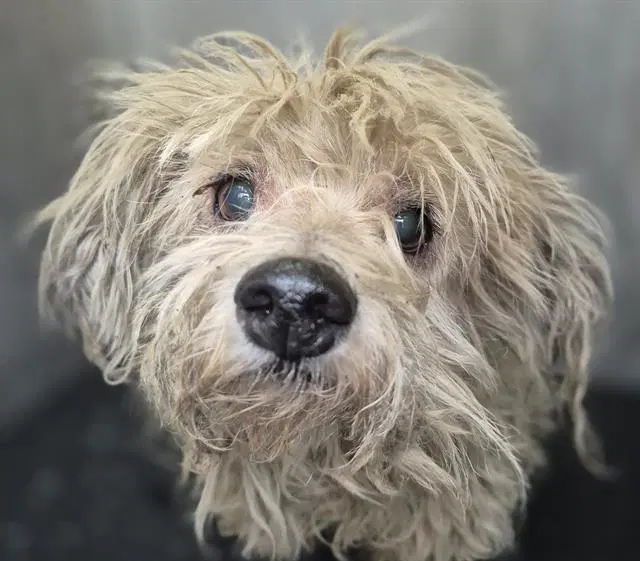Cookie - Terrier