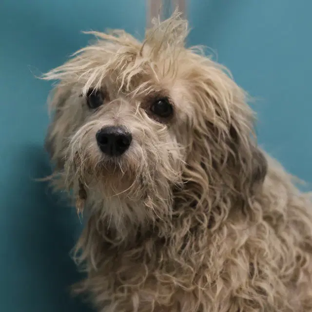 Cookie - Terrier