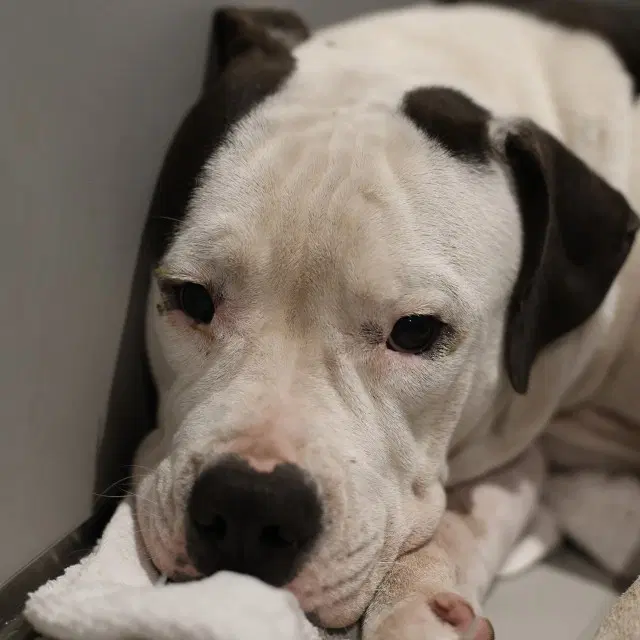 Lord-Woofington - American Staffordshire Terrier