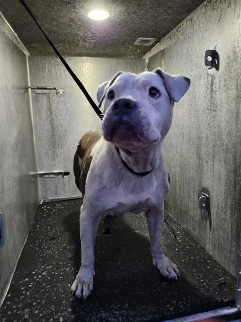 Matr - American Staffordshire Terrier