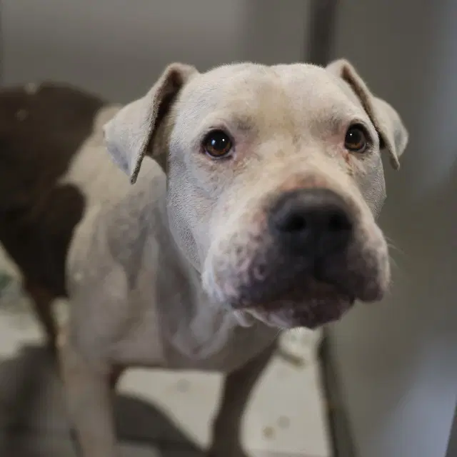 Matr - American Staffordshire Terrier
