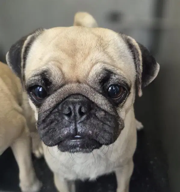 Stella - Pug