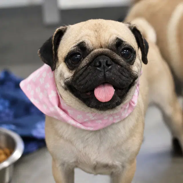 Stella - Pug