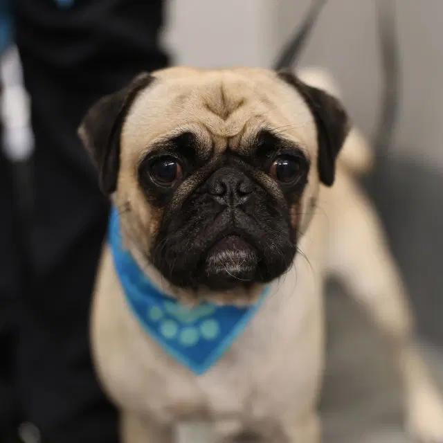 Herman - Pug