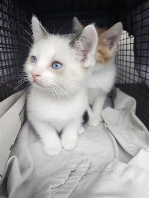 Mittens - Domestic Short Hair