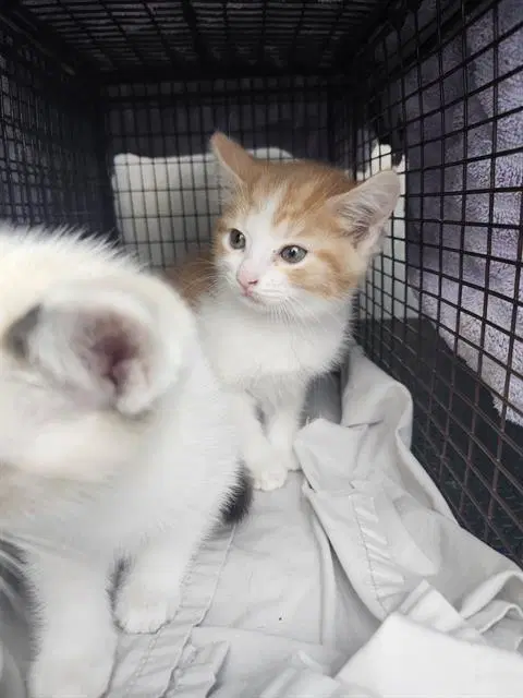 Whiskers - Domestic Short Hair